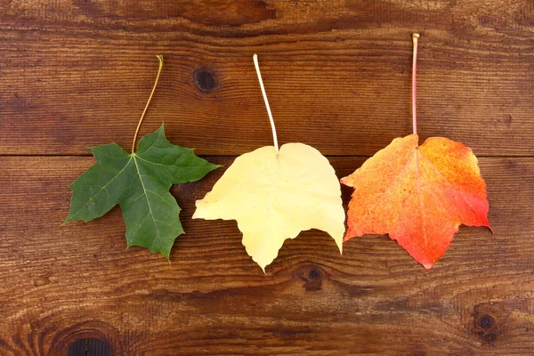 Zielony, żółty i czerwony klon liści na tle drewna — Zdjęcie stockowe
