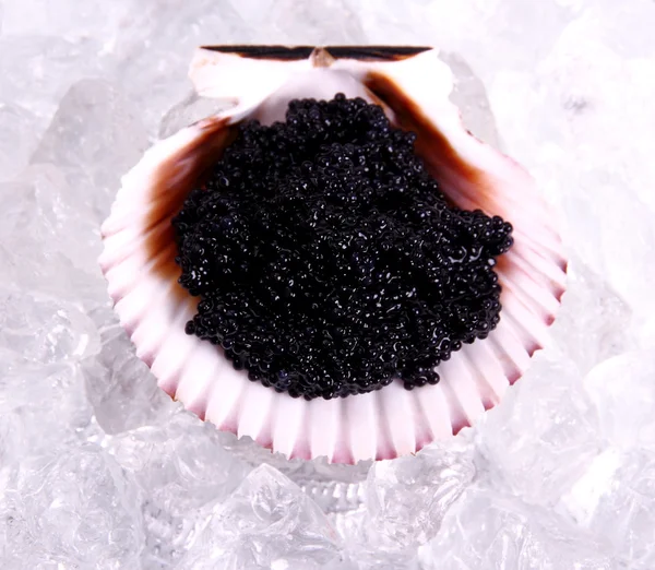 Černý kaviár v seashell s ledem — Stock fotografie