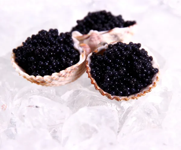 Tres conchas con caviar negro sobre hielo — Foto de Stock