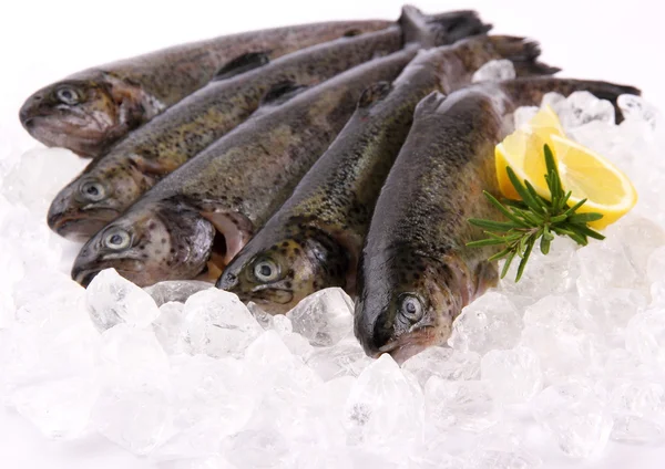 Five fresh rainbow trout with lemon on ice — Stock Photo, Image