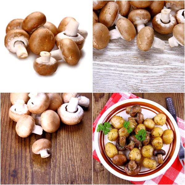 Brown mushroom collage — Stock Photo, Image