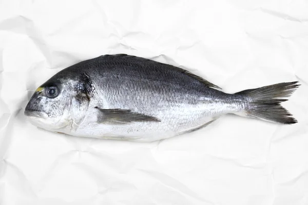 Fresh bream fish on white parchment paper — Stock Photo, Image