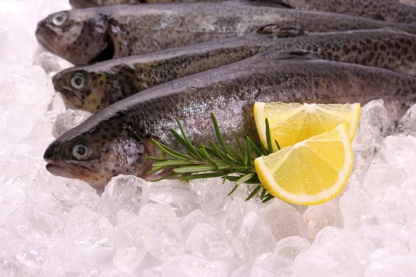 Trota iridea di pesce con limone sul ghiaccio — Foto Stock