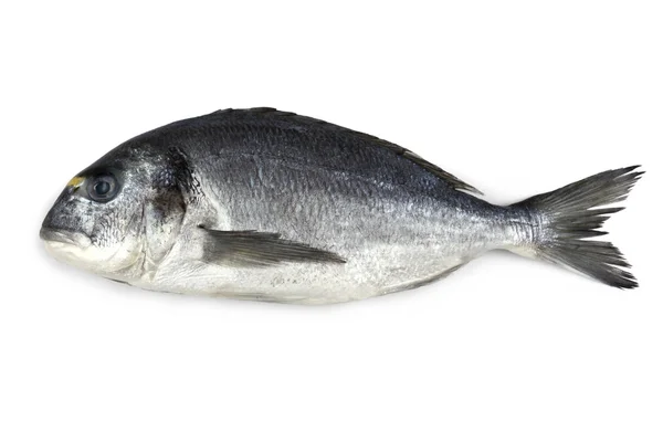 Fresh bream fish isolated — Stock Fotó