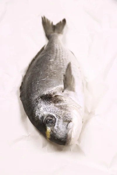 Pesce sarago fresco su carta pergamena seppia — Foto Stock
