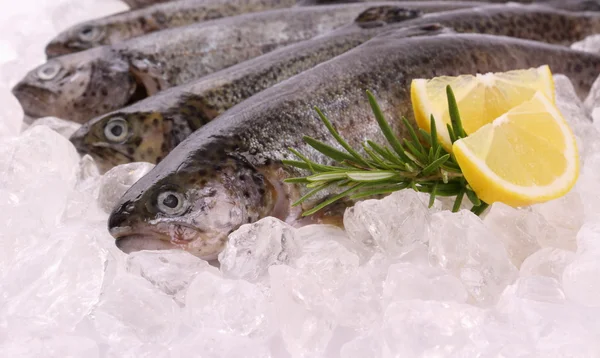 Fresh rainbow trout on cool ice with lemon — Stock Photo, Image