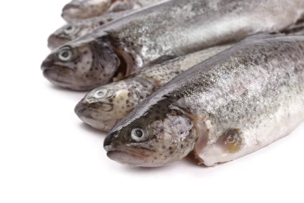 Five fresh rainbow trout on white background — Stock Photo, Image