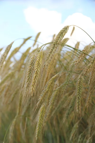 Orecchie di grano maturo su fondo campo — Foto Stock