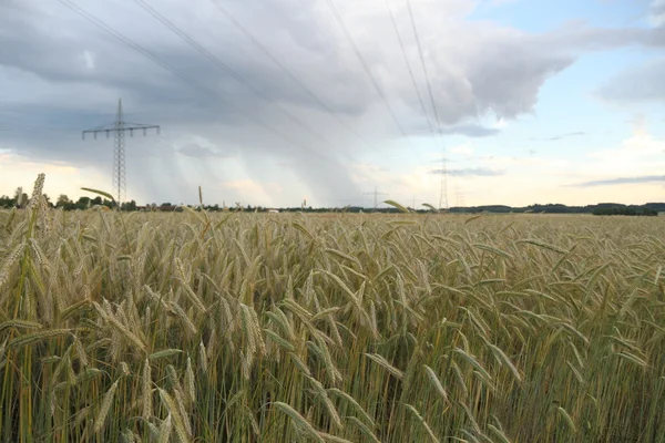 Campo con espigas de trigo sobre un fondo de tormenta — Foto de Stock