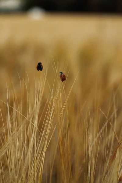 Dvě berušky na pšeničné pole — Stock fotografie