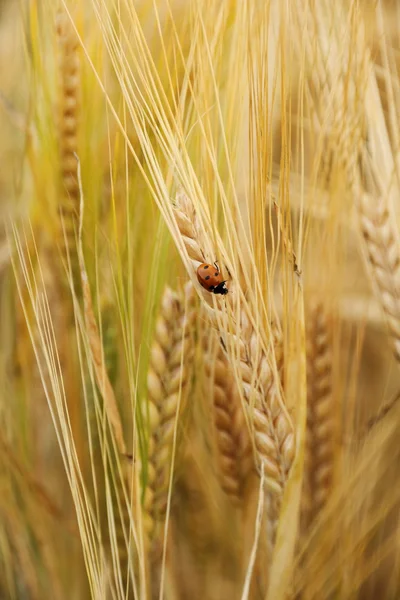 Mariquita en espigas de trigo abajo —  Fotos de Stock