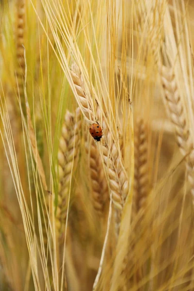 Mariquita en espigas de trigo abajo — Foto de Stock