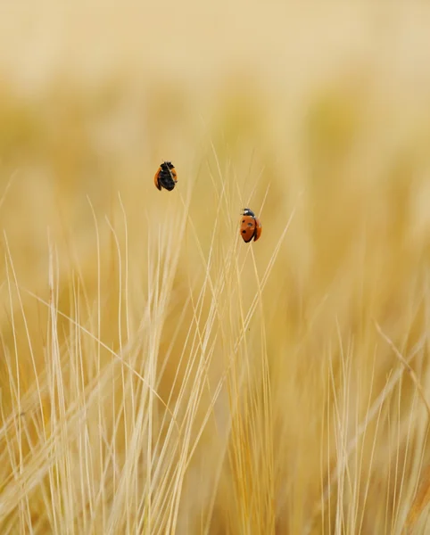 Due coccinelle sul campo di grano salgono — Foto Stock