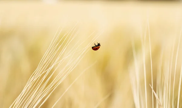 Jeden berušky na pšeničné pole — Stock fotografie