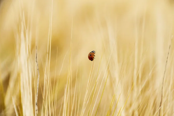 Jeden berušky na pšeničné pole nahoru — Stock fotografie