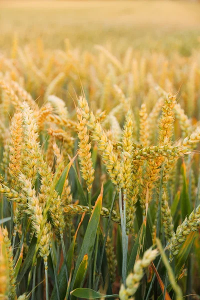 Hojas de trigo maduras en el campo como fondo —  Fotos de Stock