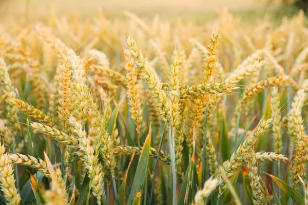 Orelhas de trigo maduras no campo como fundo — Fotografia de Stock