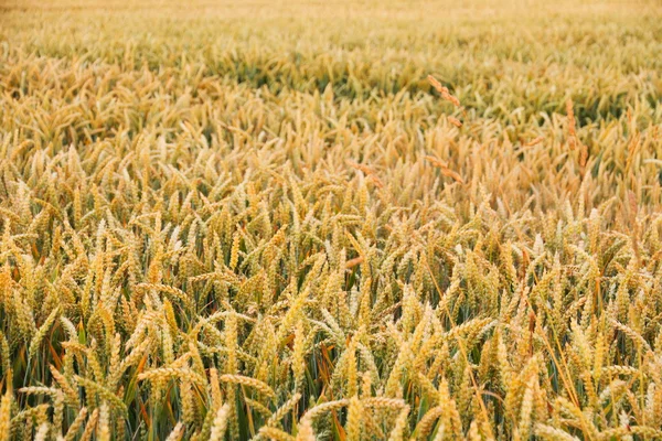 Ripe wheat ears on field as background — Stock Photo, Image