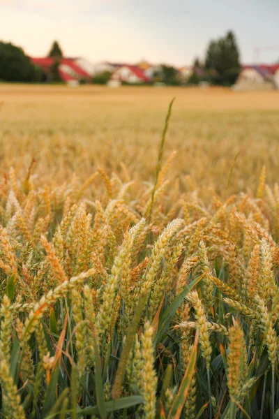 Rijp tarwe oren op de achtergrond van een veld — Stockfoto