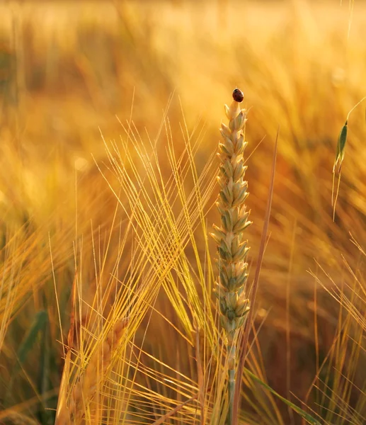 Wheat, rye, oats with ladybug — Stock Photo, Image