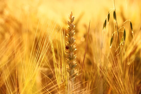 Buğday, çavdar, yulaf ve uğur böceği — Stok fotoğraf