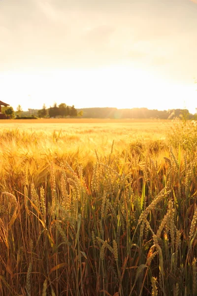 Hojas de trigo maduras en el campo como fondo — Foto de Stock