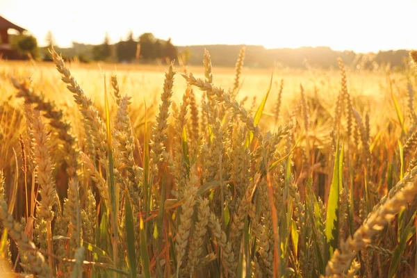 Hojas de trigo maduras en el campo como fondo — Foto de Stock