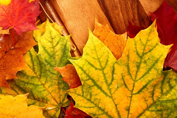 Autumn leaves background — Stock Photo, Image