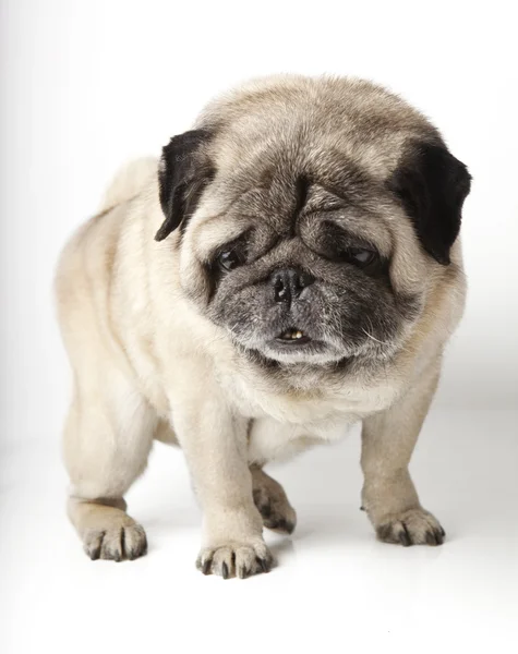 Pug dog isolated in white — Stock Photo, Image