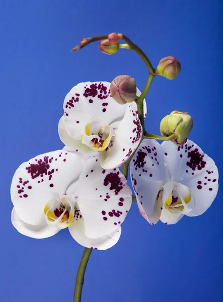 Orhidee frumoase — Fotografie, imagine de stoc