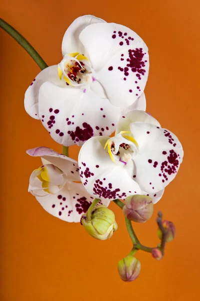 Orquídea bonita — Fotografia de Stock