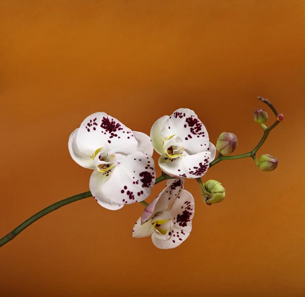 Mooie orchid — Stockfoto