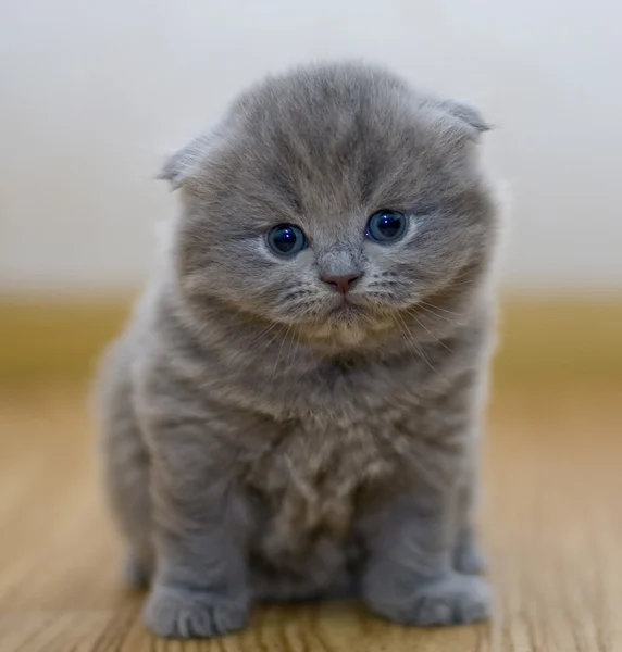 Śmieszne mały kotek brytyjski — Zdjęcie stockowe