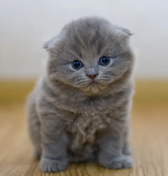 Pequeño gatito británico divertido —  Fotos de Stock