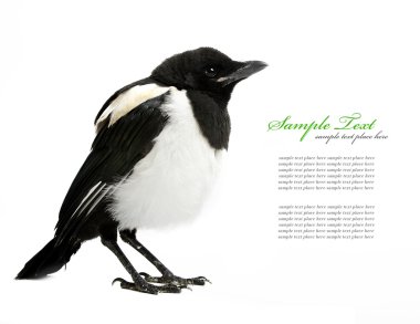 magpie, üzerinde beyaz izole