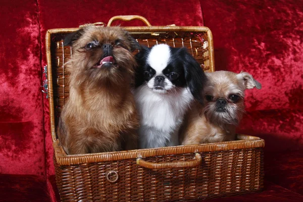 The group of dogs. Two of the Brussels Griffon, Japanese Hin — Stock Photo, Image