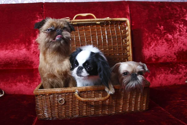 The group of dogs. Two of the Brussels Griffon, Japanese Hin — Stock Photo, Image