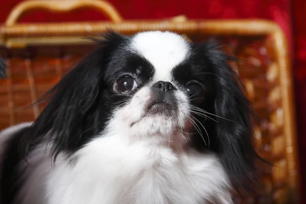 Japanese Chin in a wicker basket — Stock Photo, Image