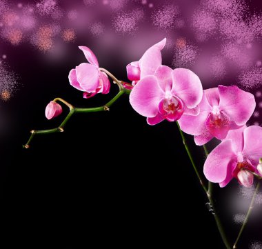 güzel orkide