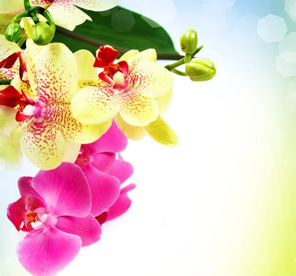 Beautiful orchid — Stock Photo, Image