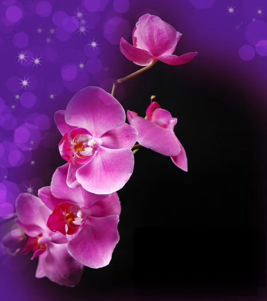 Beautiful orchid — Stock Photo, Image