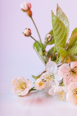 Beyaz arkaplanda izole edilmiş kiraz çiçeği