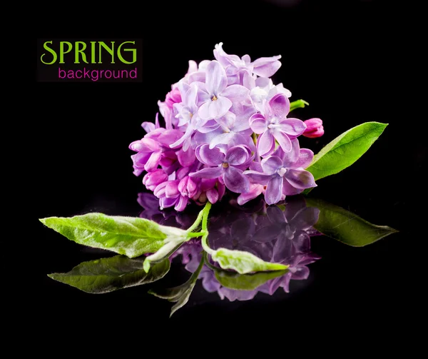 The beautiful lilac on a black background — Stock Photo, Image