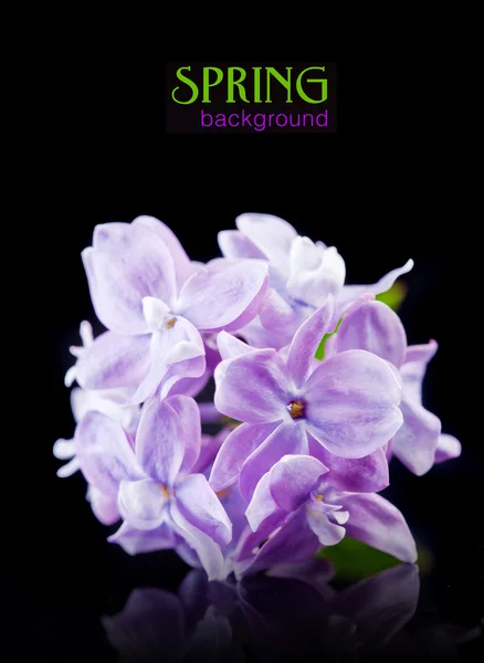 The beautiful lilac on a black background — Stock Photo, Image