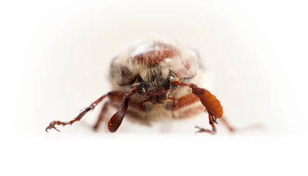 May-bug aislado en blanco — Foto de Stock