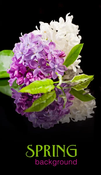 La hermosa lila sobre un fondo negro — Foto de Stock