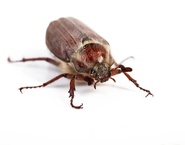 May-bug isolado em branco — Fotografia de Stock