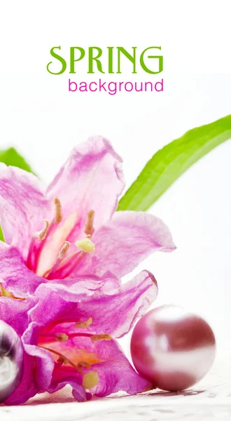 Flores rosadas Weigela con hojas verdes frescas, aisladas en blanco . — Foto de Stock