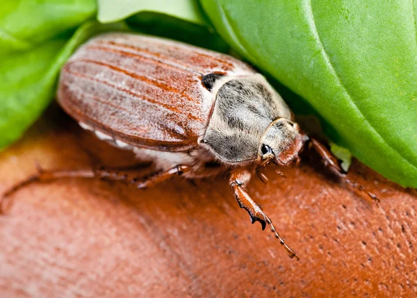 Maj-bug — Stockfoto