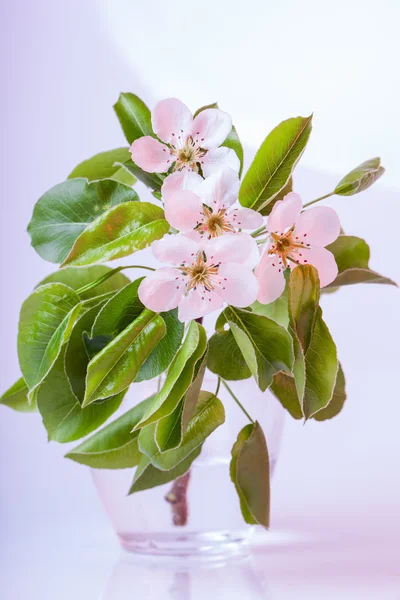 Beautiful blossoms — Stock Photo, Image